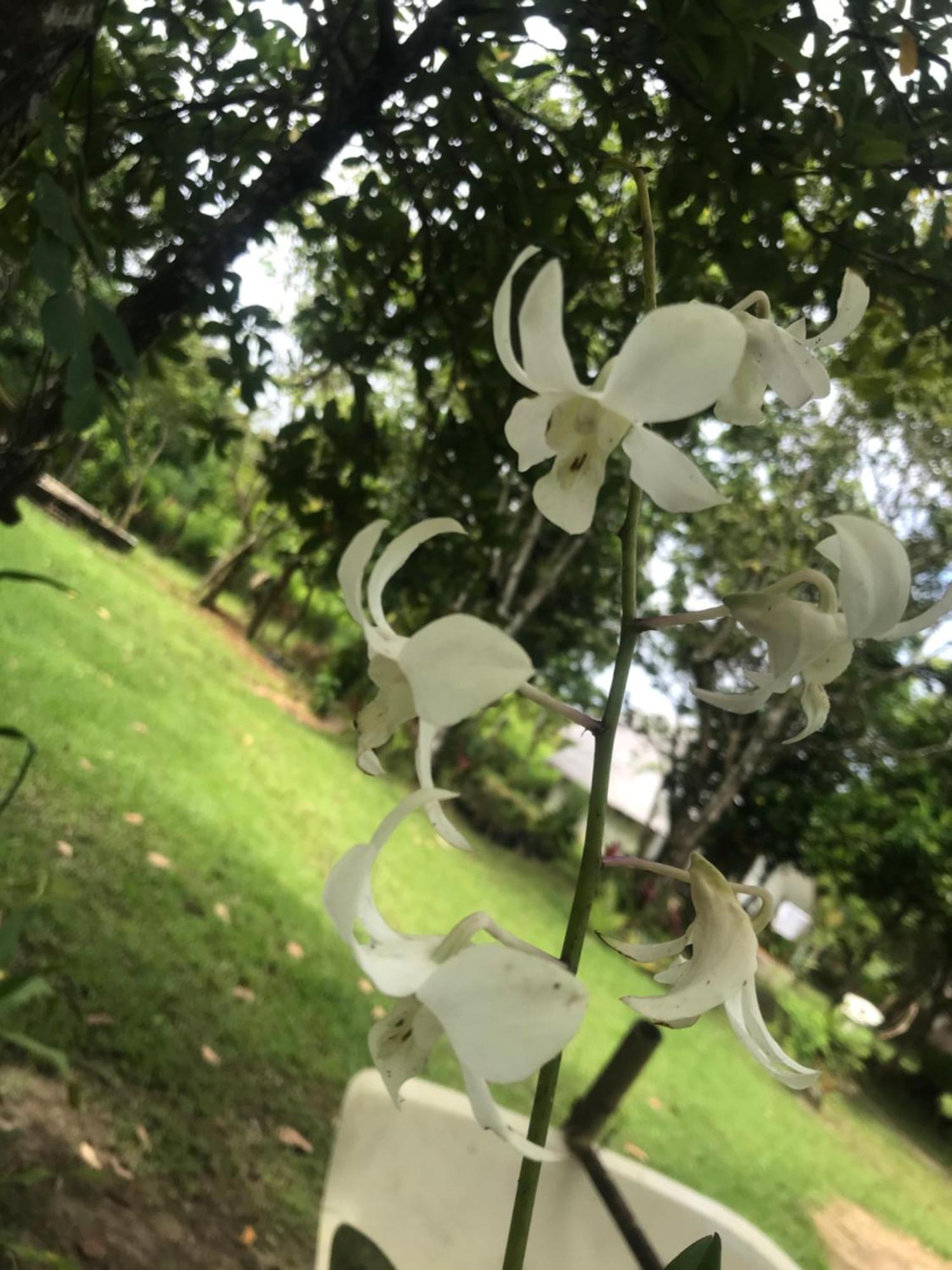 Balili Farm At Nacpan Bed & Breakfast El Nido Luaran gambar